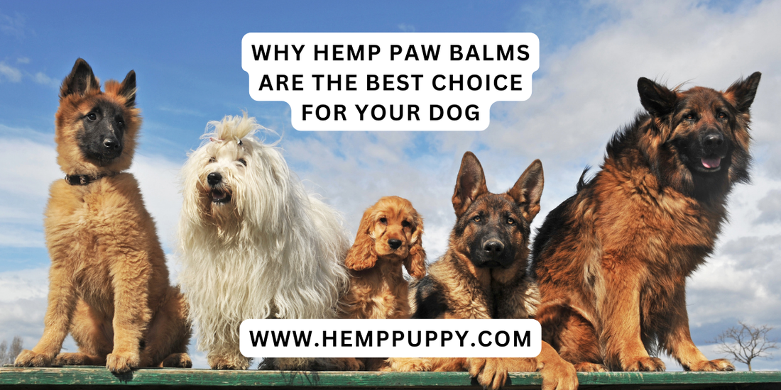 Why Hemp Paw Balms are the Best Choice for Your Dog