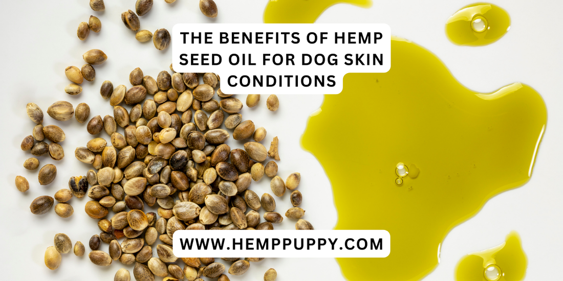 The Benefits of Hemp Seed Oil for Dog Skin Conditions