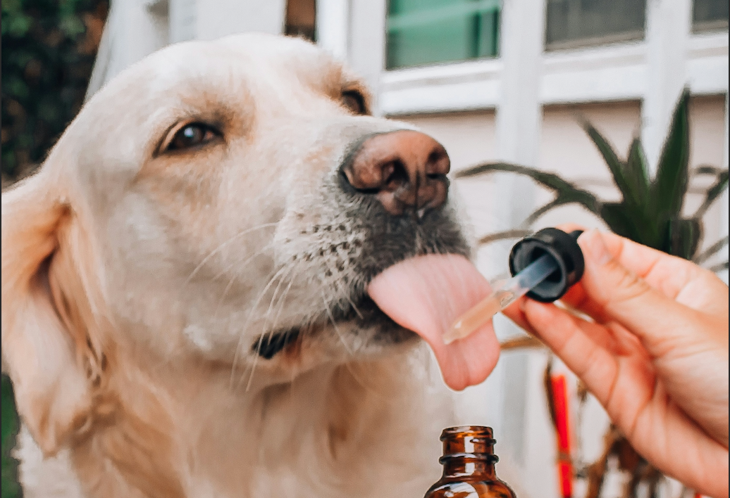 Is Hemp Seed Oil a Long-Term Superfood for Dogs?